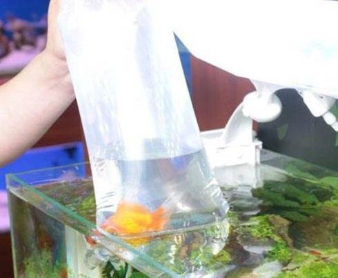 銀河星鉆魚多久喂一次合適，銀河星鉆魚喂食管理表
