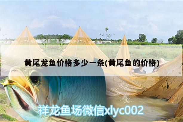 黃尾龍魚價格多少一條(黃尾魚的價格)