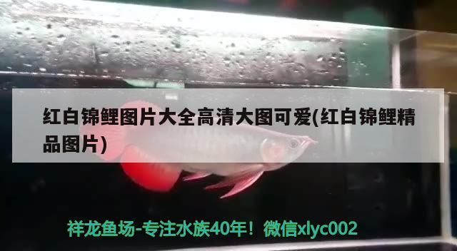 魚缸 紅白錦鯉圖片大全高清大圖可愛(紅白錦鯉精品圖片) 觀賞魚百科 紅白錦鯉圖片大全高清大圖可愛(紅白錦鯉精品圖片) 紅白錦鯉圖片大全高清大圖可愛(紅白錦鯉精品圖片) 觀賞魚百科