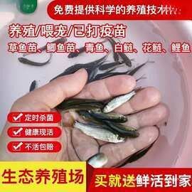 阿里巴巴上的龍魚批發(fā)靠譜嗎？（阿里巴巴上的龍魚批發(fā)靠譜嗎）