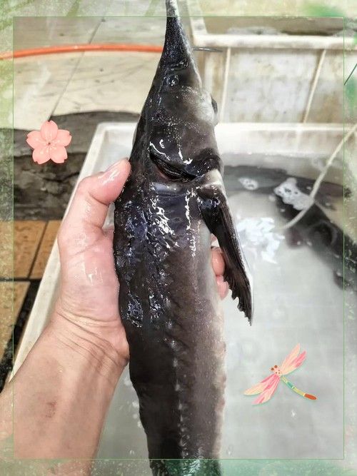 能提供更多鱘龍魚的圖片嗎 龍魚百科 第12張 能提供更多鱘龍魚的圖片嗎 能提供更多鱘龍魚的圖片嗎 龍魚百科 第12張