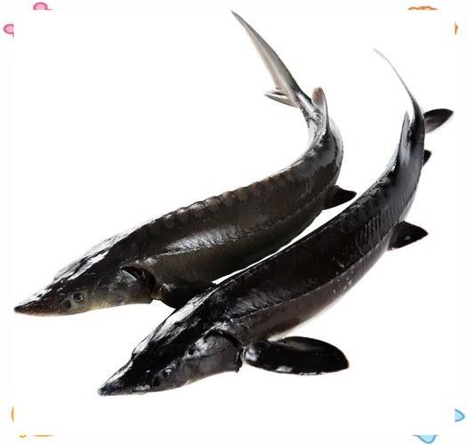 能提供更多鱘龍魚的圖片嗎 龍魚百科 第6張 能提供更多鱘龍魚的圖片嗎 能提供更多鱘龍魚的圖片嗎 龍魚百科 第6張