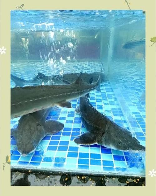 能提供更多鱘龍魚的圖片嗎 龍魚百科 第11張 能提供更多鱘龍魚的圖片嗎 能提供更多鱘龍魚的圖片嗎 龍魚百科 第11張
