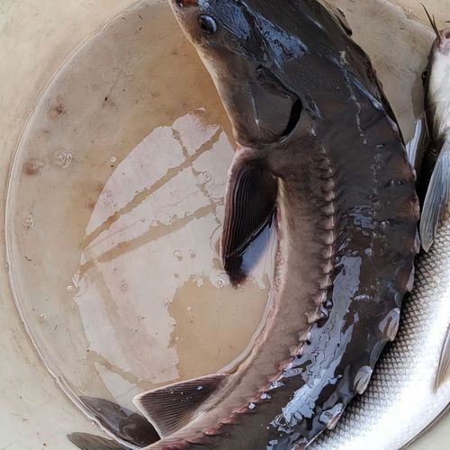 能提供更多鱘龍魚的圖片嗎 龍魚百科 第14張 能提供更多鱘龍魚的圖片嗎 能提供更多鱘龍魚的圖片嗎 龍魚百科 第14張