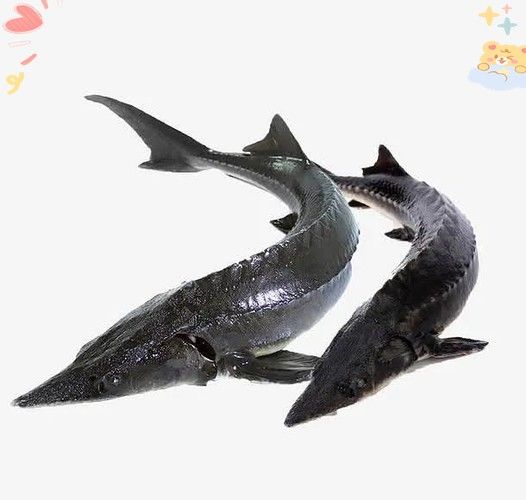 能提供更多鱘龍魚的圖片嗎 龍魚百科 第10張 能提供更多鱘龍魚的圖片嗎 能提供更多鱘龍魚的圖片嗎 龍魚百科 第10張