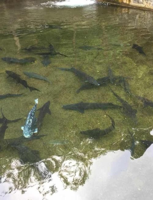 能提供更多鱘龍魚的圖片嗎 龍魚百科 第17張 能提供更多鱘龍魚的圖片嗎 能提供更多鱘龍魚的圖片嗎 龍魚百科 第17張