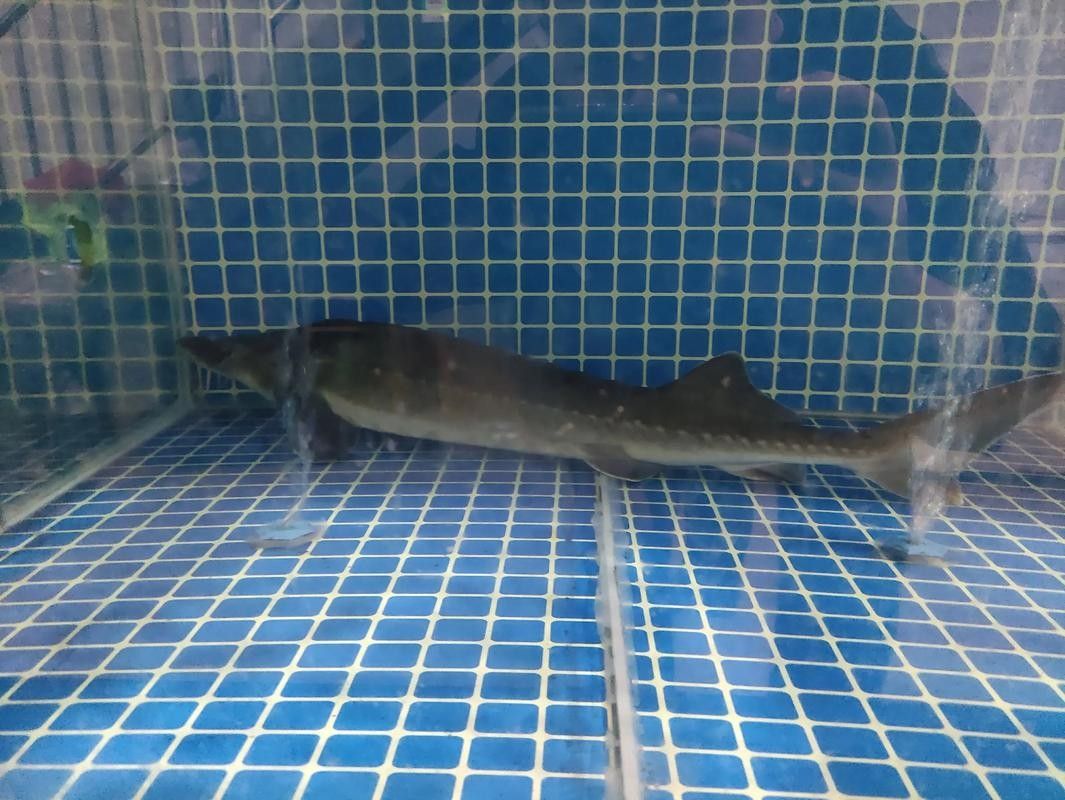 能提供更多鱘龍魚的圖片嗎 龍魚百科 第16張 能提供更多鱘龍魚的圖片嗎 能提供更多鱘龍魚的圖片嗎 龍魚百科 第16張
