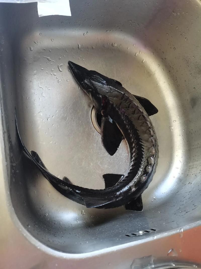 能提供更多鱘龍魚的圖片嗎 龍魚百科 第7張 能提供更多鱘龍魚的圖片嗎 能提供更多鱘龍魚的圖片嗎 龍魚百科 第7張