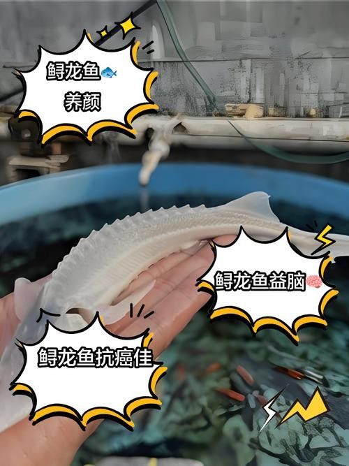 能提供更多鱘龍魚的圖片嗎 龍魚百科 第20張 能提供更多鱘龍魚的圖片嗎 能提供更多鱘龍魚的圖片嗎 龍魚百科 第20張