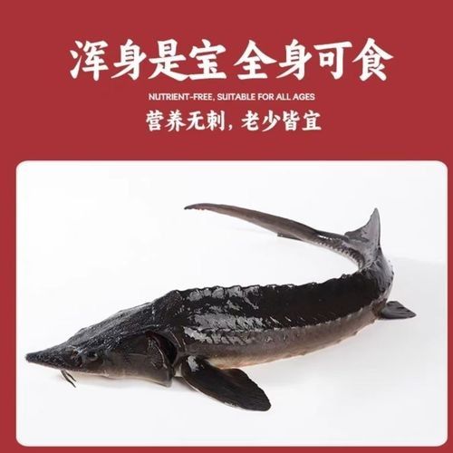 能提供更多鱘龍魚的圖片嗎 龍魚百科 第18張 能提供更多鱘龍魚的圖片嗎 能提供更多鱘龍魚的圖片嗎 龍魚百科 第18張