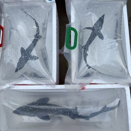 能提供更多鱘龍魚的圖片嗎 龍魚百科 第19張 能提供更多鱘龍魚的圖片嗎 能提供更多鱘龍魚的圖片嗎 龍魚百科 第19張