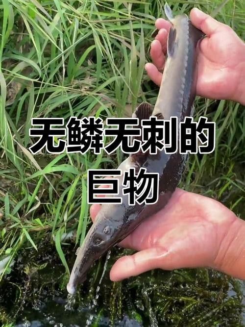 能提供更多鱘龍魚的圖片嗎 能提供更多鱘龍魚的圖片嗎 龍魚百科 第27張