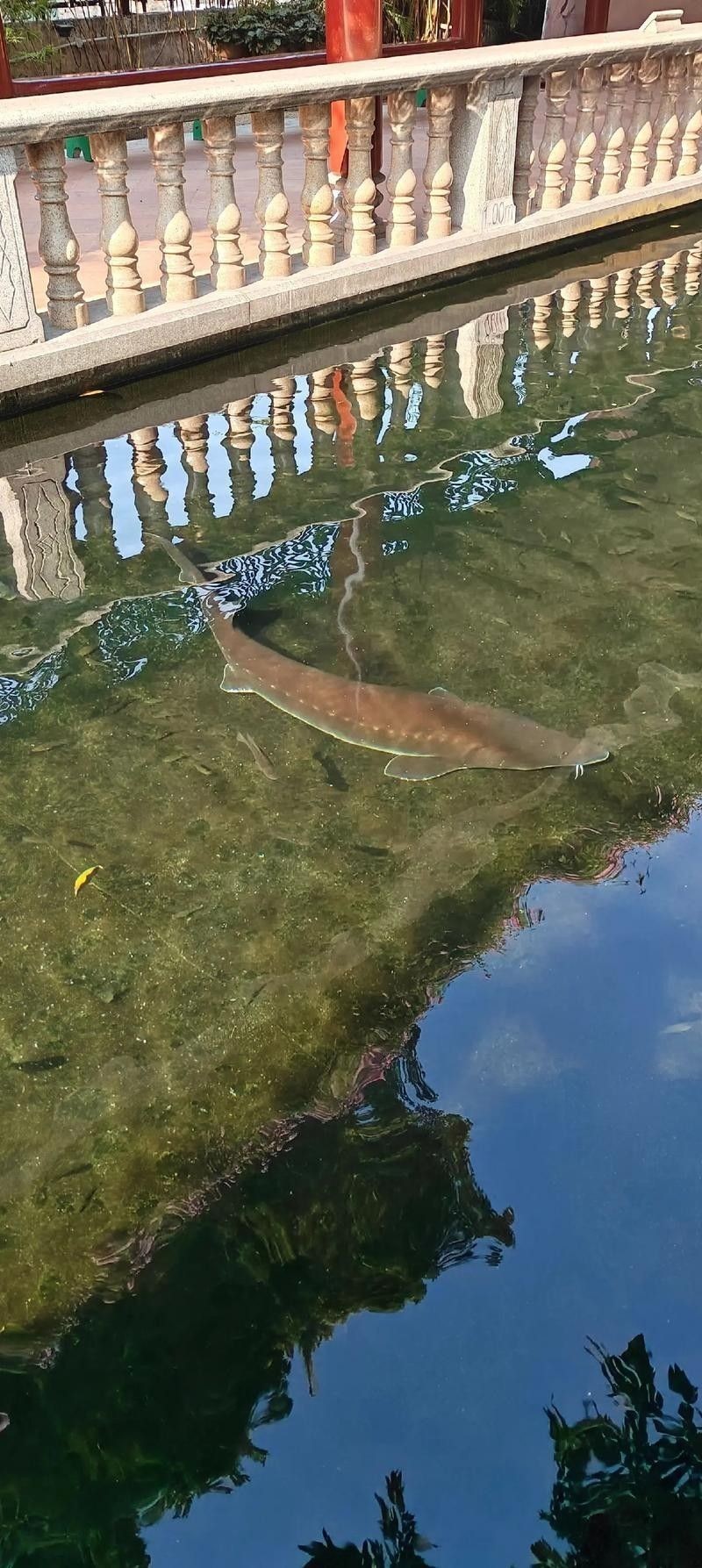 能提供更多鱘龍魚的圖片嗎 龍魚百科 第22張 能提供更多鱘龍魚的圖片嗎 能提供更多鱘龍魚的圖片嗎 龍魚百科 第22張