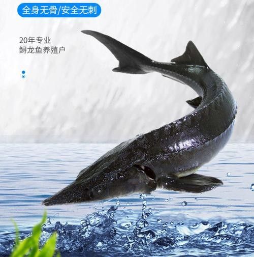 能提供更多鱘龍魚的圖片嗎 龍魚百科 第21張 能提供更多鱘龍魚的圖片嗎 能提供更多鱘龍魚的圖片嗎 龍魚百科 第21張