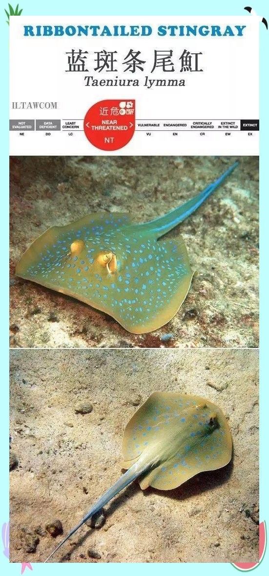 印尼漁場(chǎng)有哪些魚類資源？