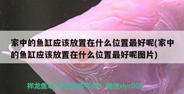 家中的魚缸應(yīng)該放置在什么位置最好呢(家中的魚缸應(yīng)該放置在什么位置最好呢圖片)