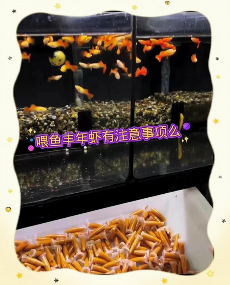 豐年蝦多久喂一次