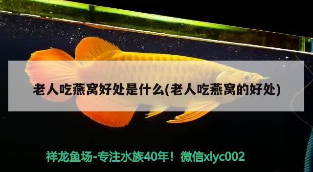 老人吃燕窩好處是什么(老人吃燕窩的好處) 老人吃燕窩好處是什么(老人吃燕窩的好處) 觀賞魚百科