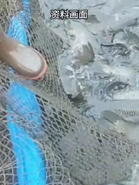 水產市場“麻醉魚”調查（水產市場“麻醉魚”調查,網友:安全性如何）