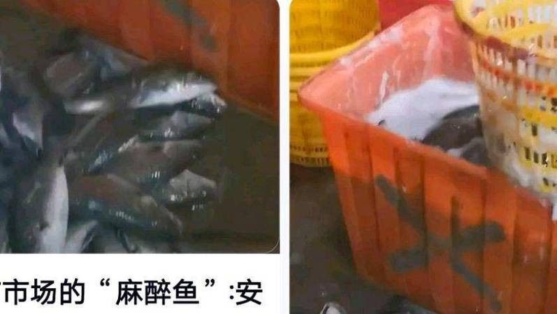 水產市場“麻醉魚”調查（水產市場“麻醉魚”調查,網友:安全性如何）