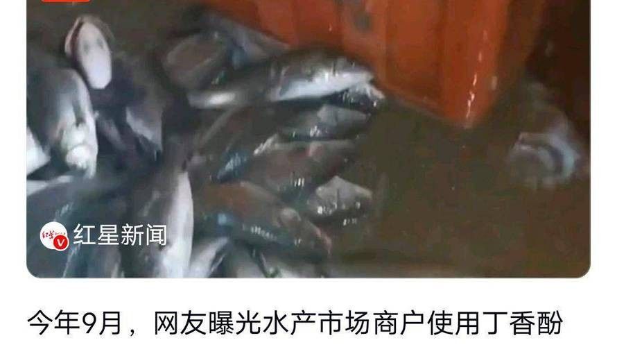 水產市場“麻醉魚”調查（水產市場“麻醉魚”調查,網友:安全性如何）