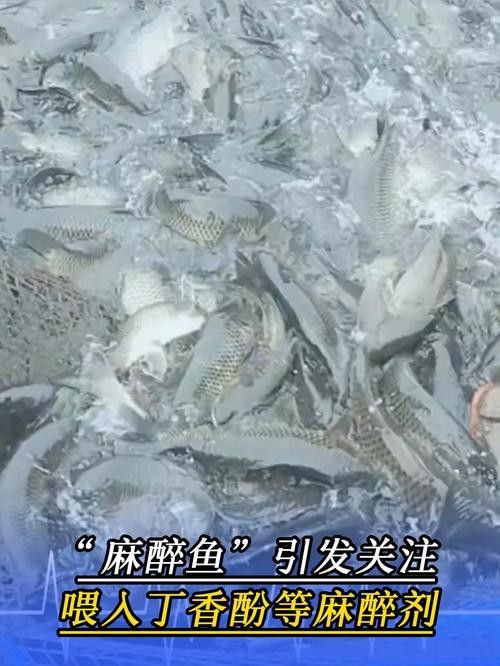 水產市場“麻醉魚”調查（水產市場“麻醉魚”調查,網友:安全性如何）