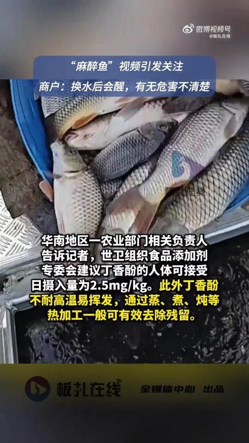 水產市場“麻醉魚”調查（水產市場“麻醉魚”調查,網友:安全性如何）