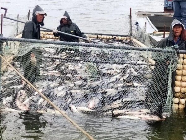 膠州淡水魚