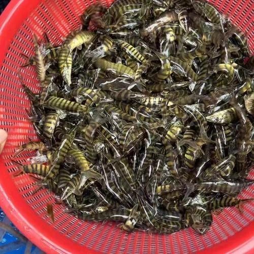 龍丁魚真實圖片（重慶男子撈到大量“穿金妹”） 龍丁魚真實圖片（重慶男子撈到大量“穿金妹”） 觀賞魚百科 第1張