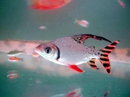 飛鳳魚有哪些品種（飛鳳魚的飼養指南與注意事項）
