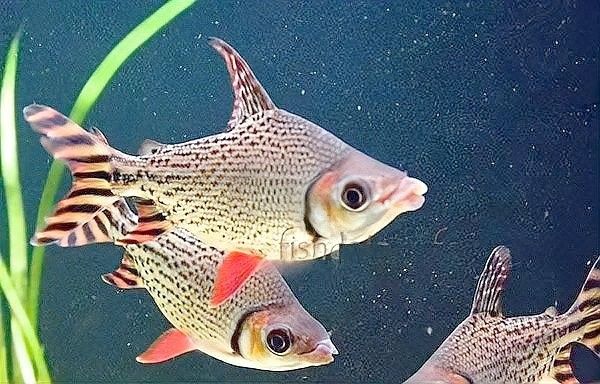 飛鳳魚有哪些品種（飛鳳魚的飼養(yǎng)指南與注意事項）