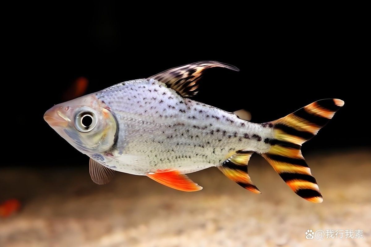 飛鳳魚有哪些品種（飛鳳魚的飼養(yǎng)指南與注意事項）