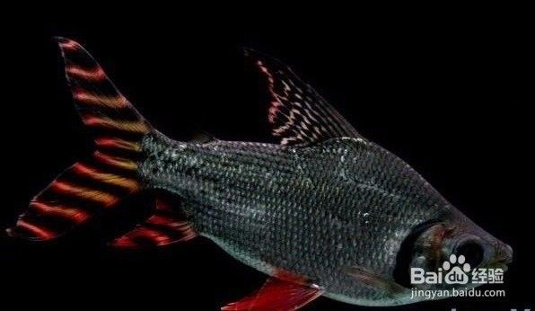 飛鳳魚有哪些品種（飛鳳魚的飼養(yǎng)指南與注意事項）