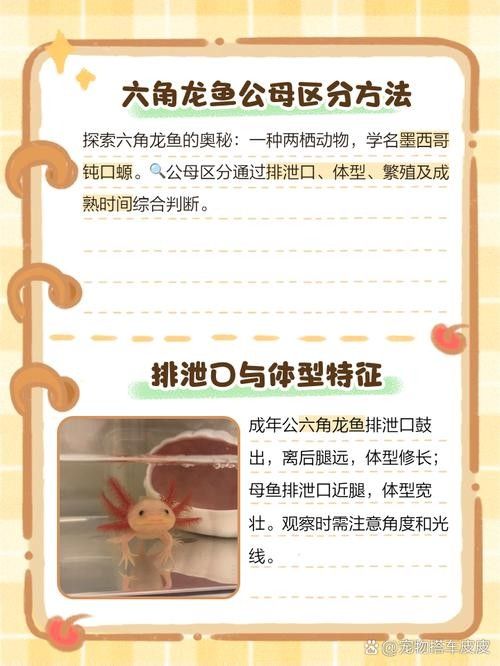 如何區(qū)分六角龍魚的公母？