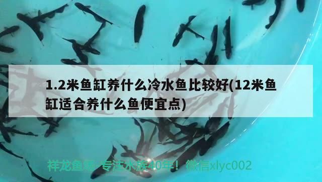 詳細閱讀:1.2米魚缸養什么冷水魚比較好(12米魚缸適合養什么魚便宜點) 1.2米魚缸養什么冷水魚比較好(12米魚缸適合養什么魚便宜點)