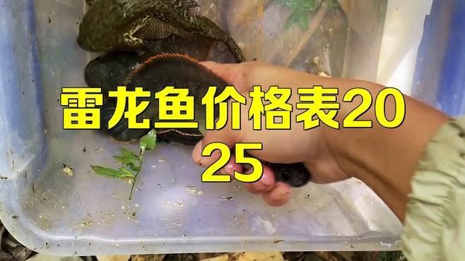 哪種雷龍魚價格最貴（哪種雷龍魚價格最貴，雷龍多少錢一只景途漫游者一只）