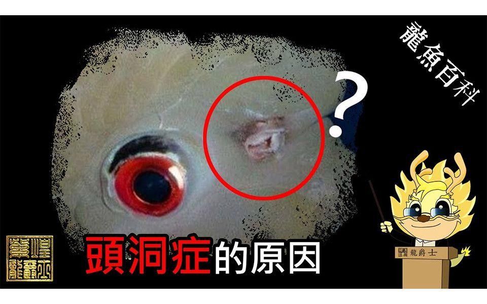龍魚鱗片上有個洞越來越大了怎么回事（龍魚鱗片上洞越來越大怎么辦）