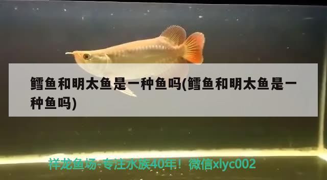 鱈魚和明太魚是一種魚嗎(鱈魚和明太魚是一種魚嗎)（鱈魚和明太魚和明太魚是一種魚嗎鱈魚和明太魚是一種魚嗎）