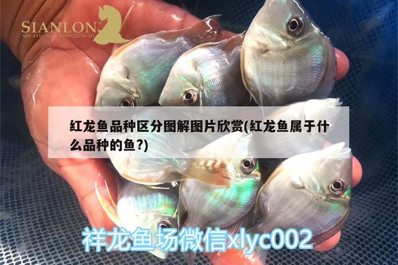 紅龍魚品種區分圖解圖片欣賞(紅龍魚屬于什么品種的魚?)（紅龍魚品種區分圖片欣賞） 紅龍魚品種區分圖解圖片欣賞(紅龍魚屬于什么品種的魚?)（紅龍魚品種區分圖片欣賞） 觀賞魚百科