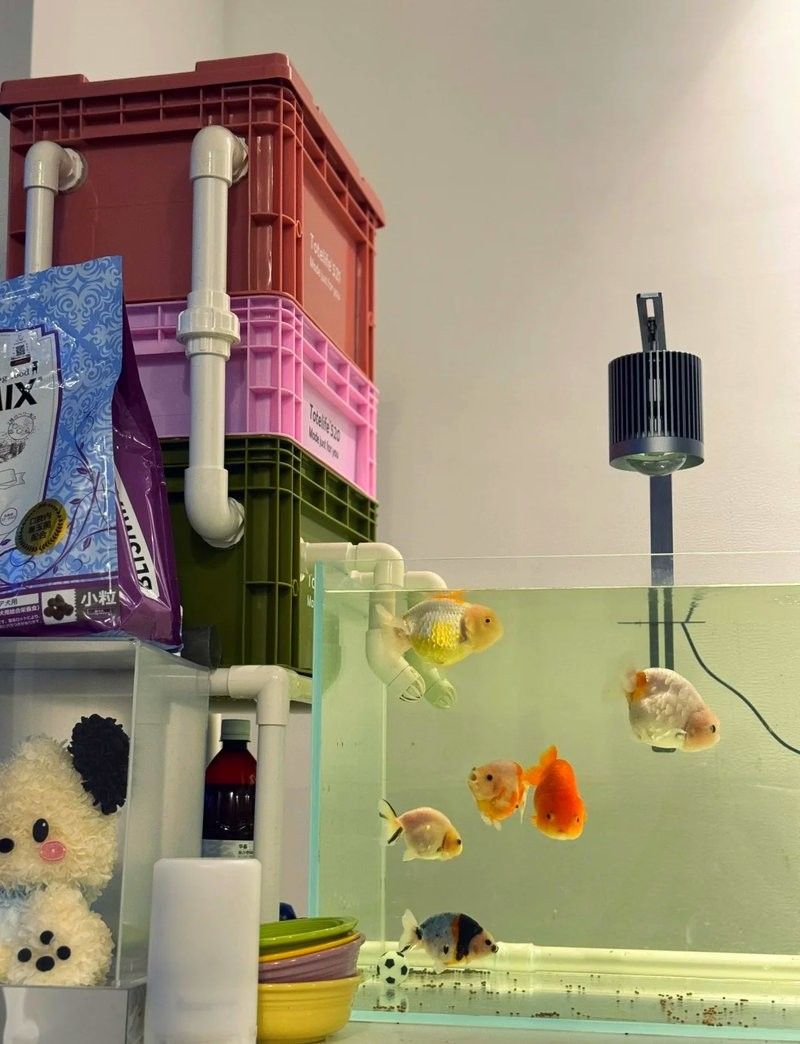 蘭壽需要多大的活動空間（蘭壽金魚的飼養要點）