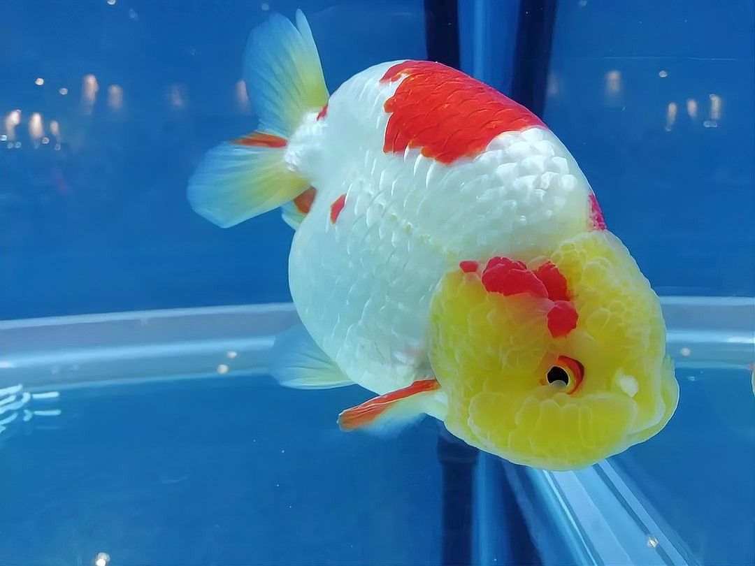 蘭壽需要多大的活動空間（蘭壽金魚的飼養要點）