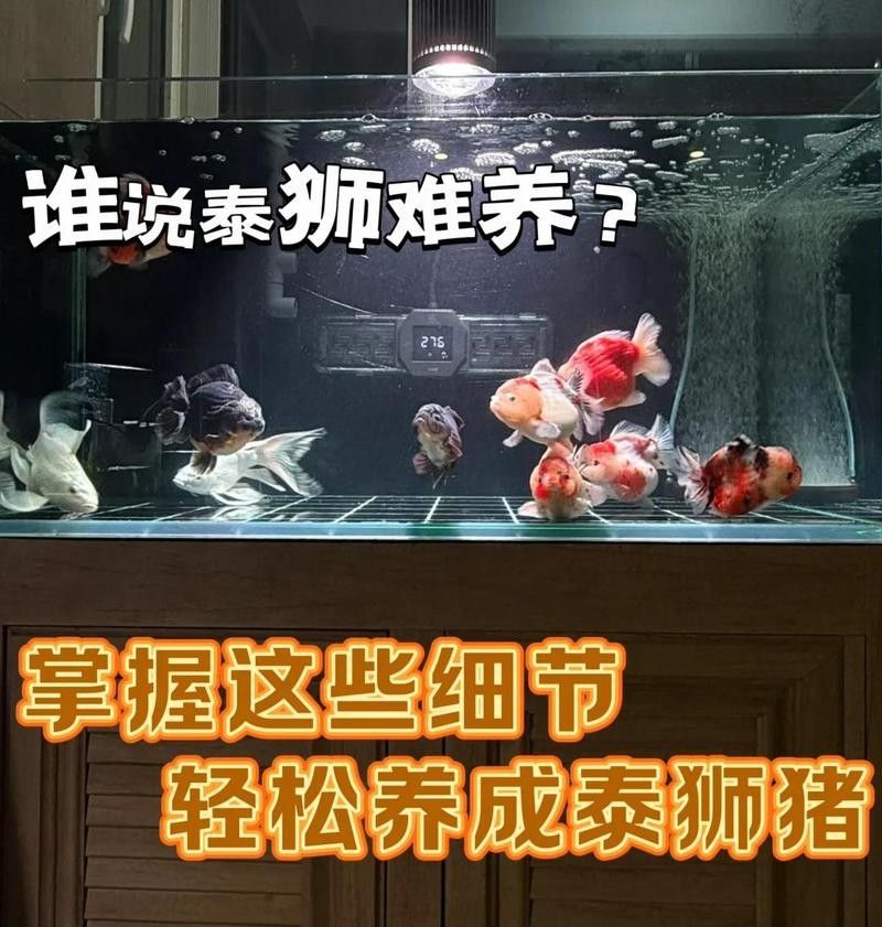 蘭壽需要多大的活動空間（蘭壽金魚的飼養要點）