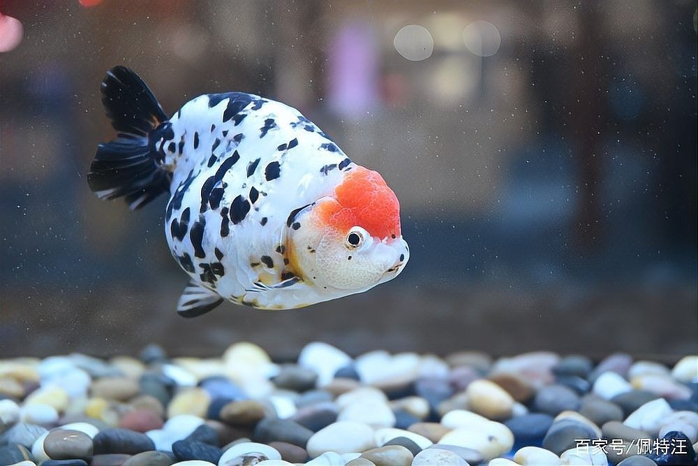蘭壽需要多大的活動空間（蘭壽金魚的飼養要點）