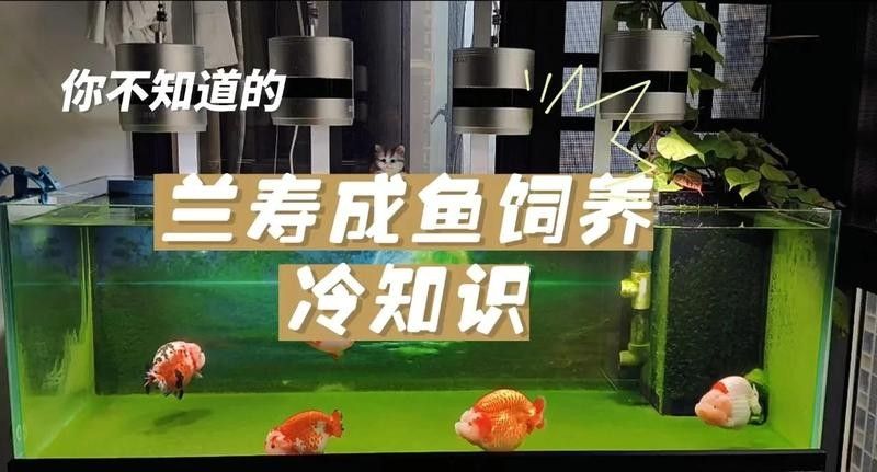 蘭壽需要多大的活動空間（蘭壽金魚的飼養要點）