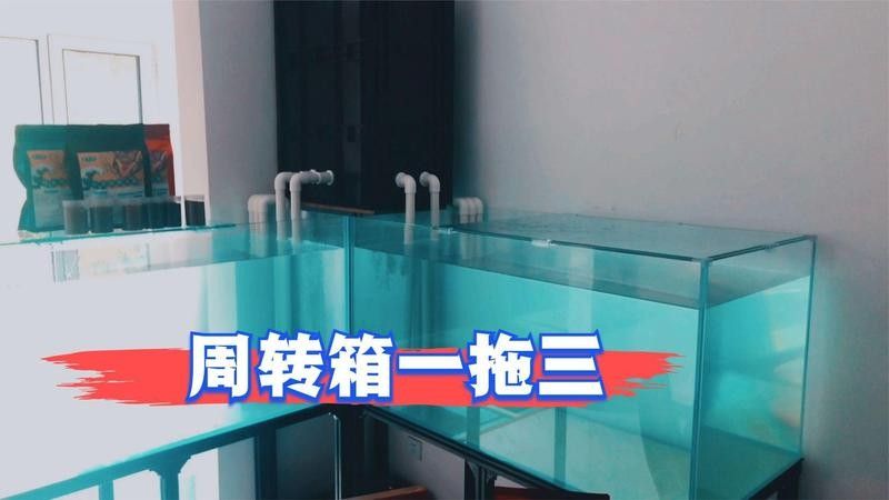 蘭壽需要多大的活動空間（蘭壽金魚的飼養要點）