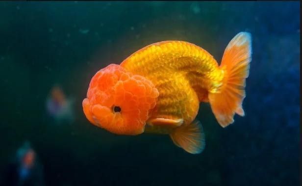 蘭壽需要多大的活動空間（蘭壽金魚的飼養要點）