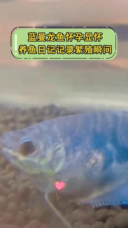 有沒有高清的藍曼龍魚圖片？（富媒體素材庫中的藍曼龍魚） 有沒有高清的藍曼龍魚圖片？（富媒體素材庫中的藍曼龍魚） 龍魚百科 第10張