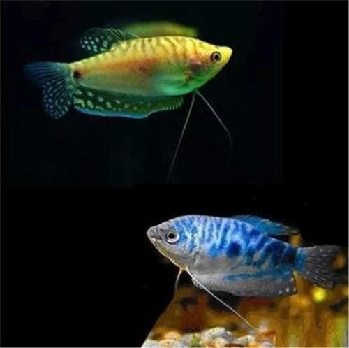 有沒有高清的藍曼龍魚圖片？（富媒體素材庫中的藍曼龍魚） 有沒有高清的藍曼龍魚圖片？（富媒體素材庫中的藍曼龍魚） 龍魚百科 第9張