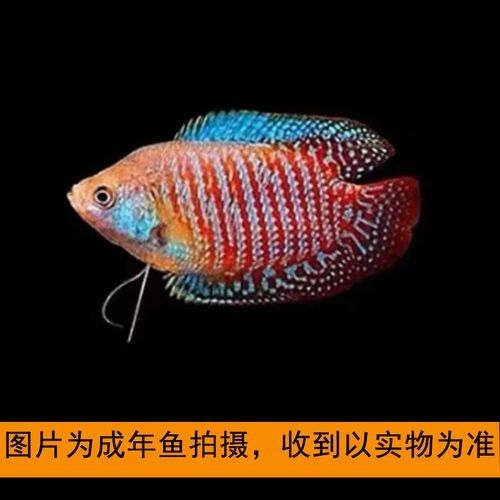 有沒有高清的藍曼龍魚圖片？（富媒體素材庫中的藍曼龍魚） 有沒有高清的藍曼龍魚圖片？（富媒體素材庫中的藍曼龍魚） 龍魚百科 第21張