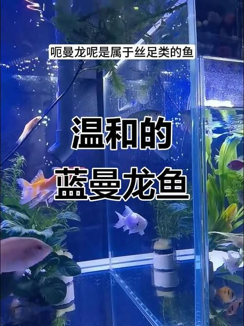 有沒有高清的藍曼龍魚圖片？（富媒體素材庫中的藍曼龍魚） 有沒有高清的藍曼龍魚圖片？（富媒體素材庫中的藍曼龍魚） 龍魚百科 第15張